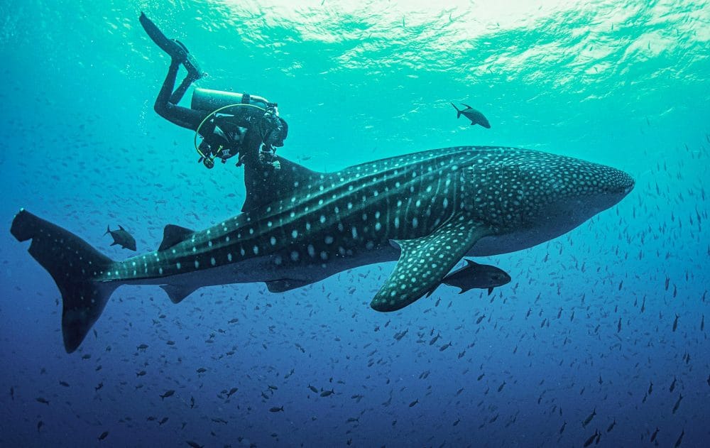 Guests swimming with manta rays and whale sharks at Hanifaru Bay during a Sabba Beach Hotels excursion.