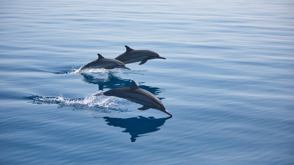 Dolphins jumping in the sea near Fodhdhoo Island