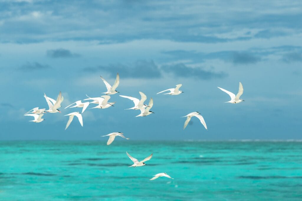 Birds flying at the sandbank of Fodhdhoo Island