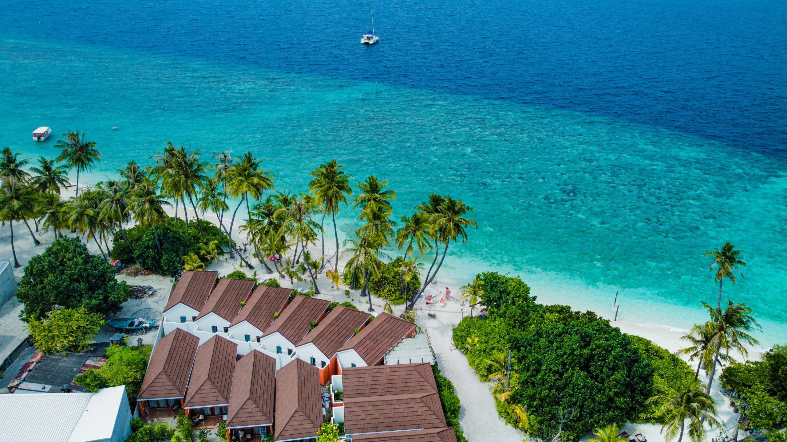 Aerial view of lush coconut palms framing this serene spot for an Affordable Guest House Maldives escape