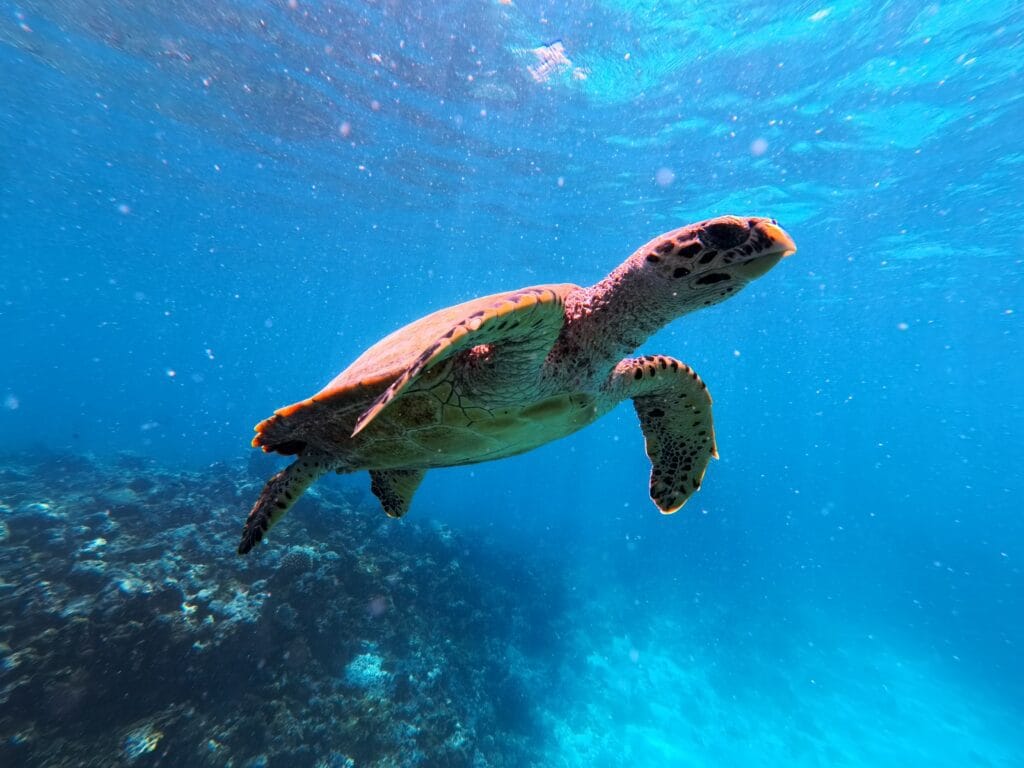 Sea turtle swimming gracefully in the ocean during an adventure in Maldives Islands